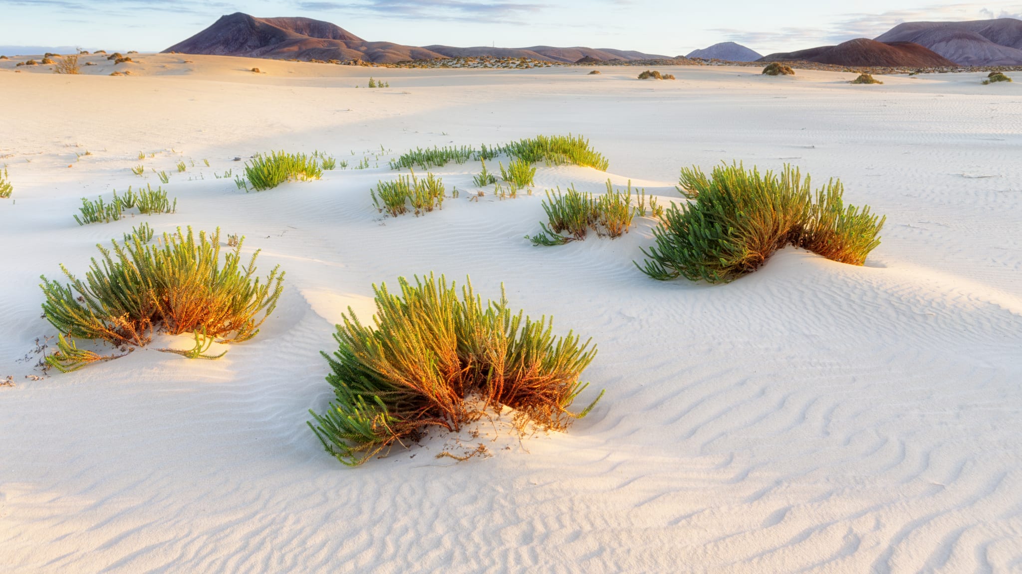 Sand dunes, near Corralejo, Fuerteventura, Canary Islands, Spain, Atlantic, Europe