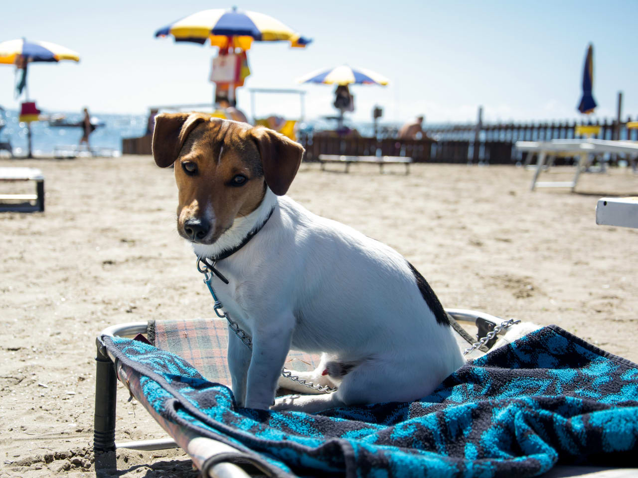 Hund am Strand ©Massimo Del Forno/500Px Plus via Getty Images