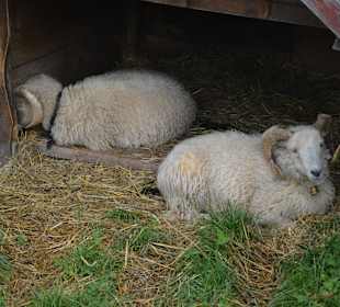 Gundhütte "Tierwelt"