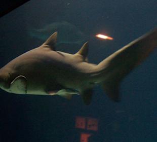 Im Ozeanaquarium