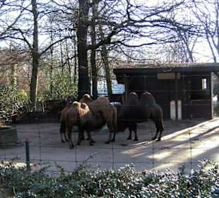 Zoo Dortmund - Die Tiere