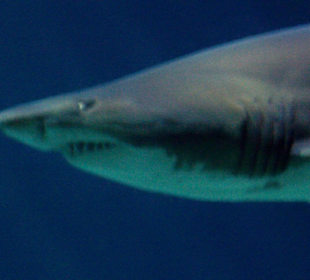 "Sharkeline", 3 m-lange Sandtigerhaidame
