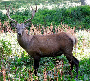 Hirsch in Pose